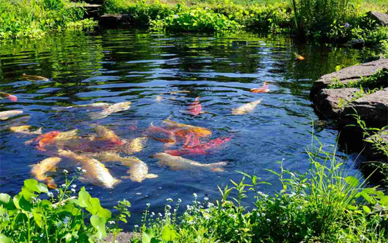 bassins agrements naturel grossiste alsace revendeur