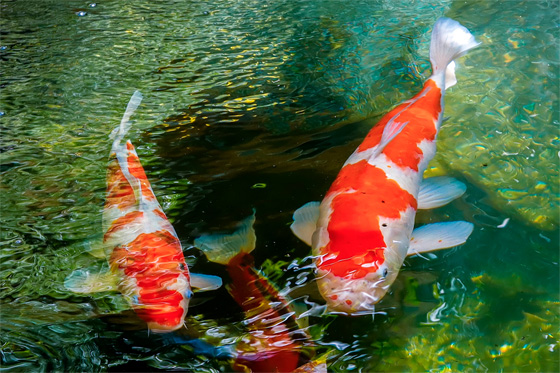 bassin a koi revendeur technipond alsace
