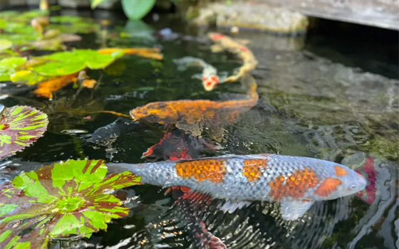 bassin a koi technipond alsace
