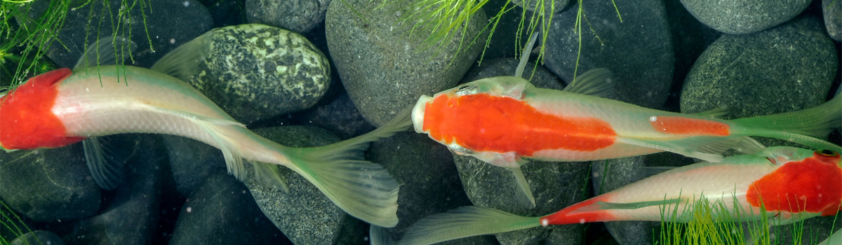 materiel bassin a koi technipond alsace